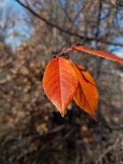 “First Flame of Autumn – Single Red Leaf in Warm Sunlight”
