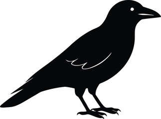 Isolated crow bird silhouette. Wild corvid animal vector graphic.
