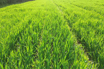 Vibrant green field bordered by forest trees