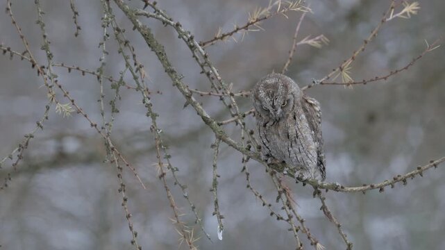 Eurasian scops owl sitting on a tree branch