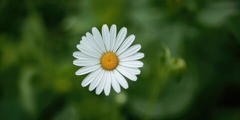 Obraz premium Woman holding a plastic container with frozen carrot in kitchen, focusing on food preservation techniques during winter, home health