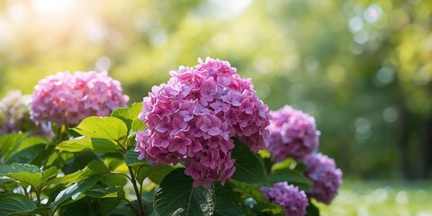 Lemon balm plant in a garden bed, used as an herbal remedy, seasonal herb awareness