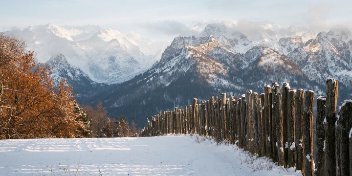 White tulips and hand holding eggs on gray concrete surface, emphasizing natural textures and domestic arrangement, World Environment Day
