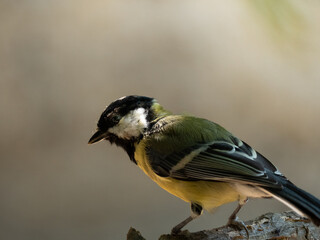great tit parus major