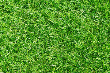 Green grass