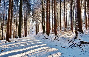 Winterwald, von der Sonne durchstrahlt
