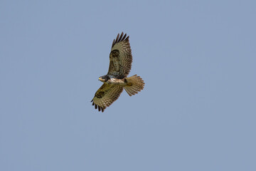 Common buzzard