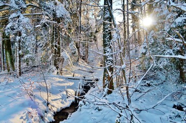 Winterwald, von der Sonne durchstrahlt