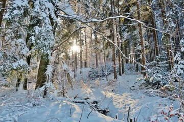 Winterwald, von der Sonne durchstrahlt