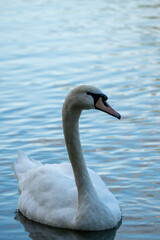 Obraz premium Portrait of swan 