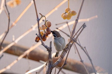  Sparrow eating grapes 