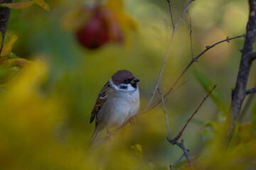  Sparrow eating grapes 