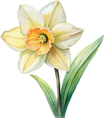Narcissus Flower Botanical Vector Watercolor Illustration