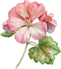 Elegant Pink Geranium Flower Botanical Vector Watercolor Illustration