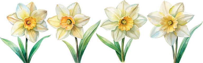 Set of Narcissus Flowers Botanical Vector Watercolor Illustration