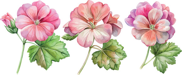 Set of Pink Geranium Flowers Botanical Vector Watercolor Illustration