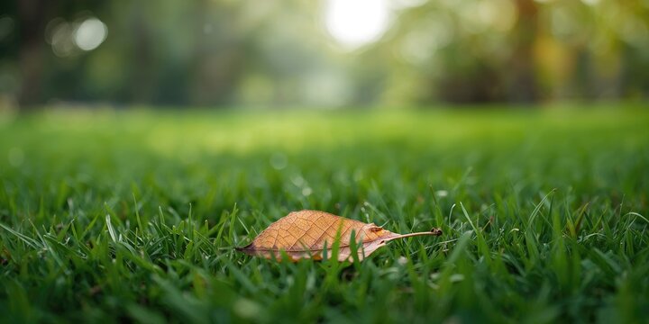 Old leaves on trees just before spring, emphasizing seasonal transition for nature preservation awareness