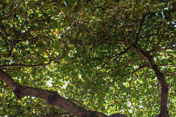 tree in the park