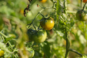 Green and red tomato growing. Ripe red tomatoes are on the green background. The tomatoes are ripening. Cherry tomato garden. Tomato harvest