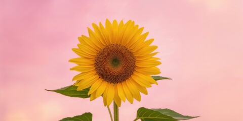 Obraz premium Close up of a sunflower against a colorful pink sky, emphasizing vibrant summer blooms for outdoor landscape photography