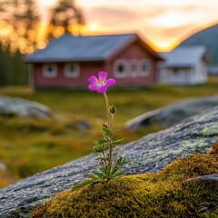 Pink Flower In Front Of Wooden Cabins At Sunset