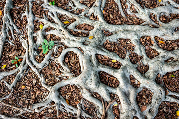 White unusual visible white tree roots
