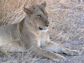 Lioness resting in dry grassland in South Luangwa National Park, showcasing African wildlife in its natural habitat.