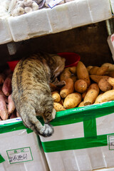 cat in the market