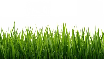 Fototapeta premium Lush green grass set against a white backdrop, ideal for seasonal themes