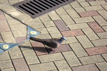 pigeons on the sidewalk