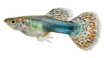 A single elongated metallic teardrop shaped object with a reflective surface against a stark black background