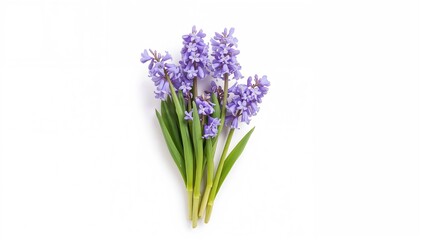 Obraz premium Bluebell flowers arranged in a cluster for floral display, suitable for decorative backgrounds