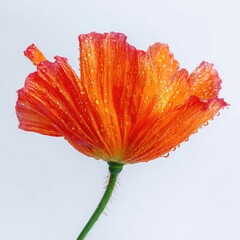 Orange Red Poppy Flower Close Up