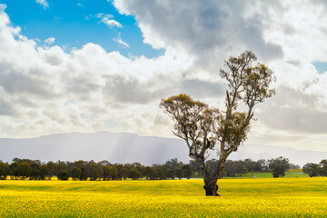 Scenic spring landscape with blooming canola, gum tree and dramatic sky during springtime