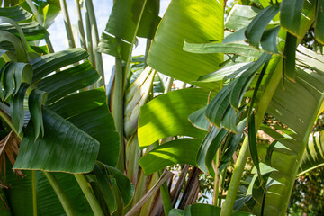 banana leaves in the garden