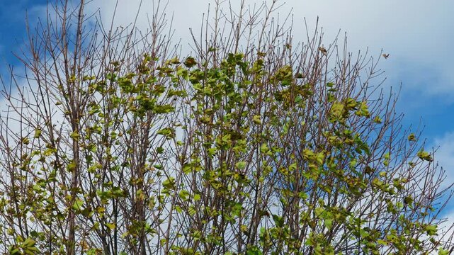Tree with sparse green leaves under blue sky on a sunny day