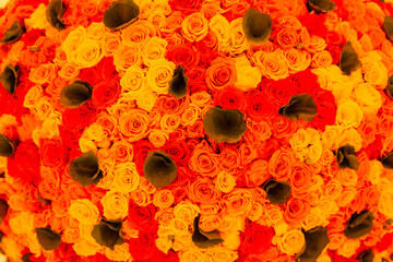red and yellow flower petals