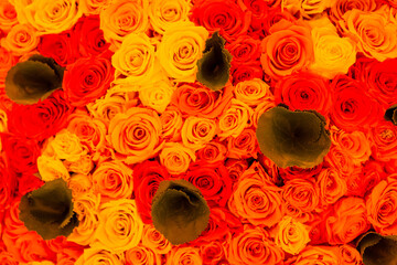 red and yellow flower petals