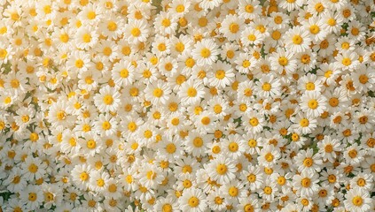 White daisies carpet for floral background design, suitable for text overlays or layouts