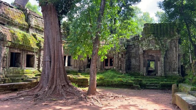 Ta Prom, temple of Khmer civilization, Angkor, Cambodia. Tree roots intertwine with stones, walls, and terraces. Stone walls are covered with tree roots. Ruins in the jungle. 4К