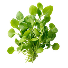 Fresh, vibrant green leafy plant cluster