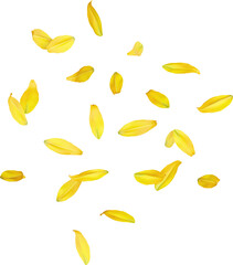 Falling Yellow Lily Petals 3D Render