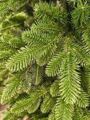 Blue Spruce Branches Close-Up with Fresh Needles