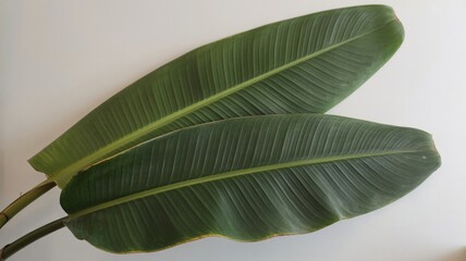 close up of green leaf