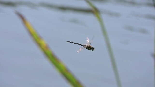 Migrant Hawker Dragonfly (Aeshna mixta) male hovering above a lake in slow motion. August, Kent, UK. Slow motion x10