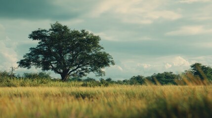 Solitary tree standing strong in an expansive, sun-kissed meadow landscape