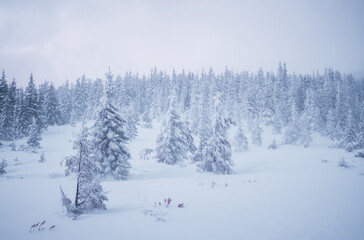 Severe frost and heavy blizzard created a fabulous icy landscape in a coniferous forest. Adverse weather conditions. Tourist route among untouched wildlife. Photo wallpaper. Beauty of earth.