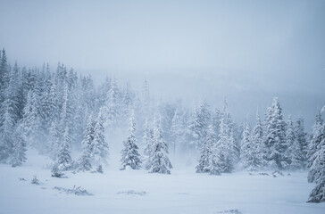 A snow-covered coniferous forest during a severe snowstorm creates a gloomy and gray winter atmosphere. Wildlife in adverse weather conditions. Photo wallpaper. Discovery the beauty of earth.