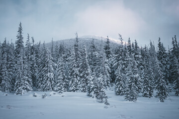 Severe frost and heavy blizzard created a fabulous icy landscape in a coniferous forest. Adverse weather conditions. Tourist route among untouched wildlife. Photo wallpaper. Beauty of earth.