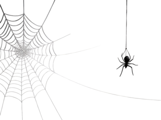 Delicate spider web isolated on transparent background